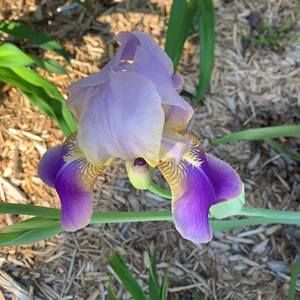 Meet your Posher, Lee